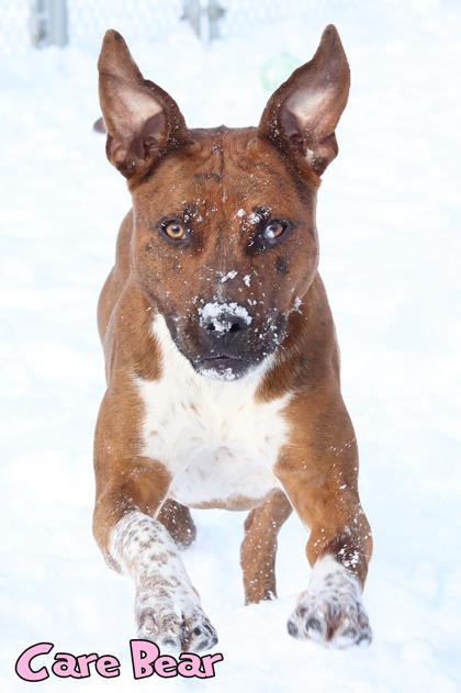 Enlarge Care Bear, a Adoptable mixed breed in Mason, MI image 1/3