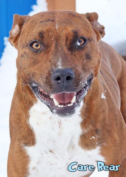 Enlarge Care Bear, a Adoptable mixed breed in Mason, MI image 2/3