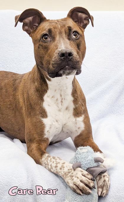 Enlarge Care Bear, a Adoptable mixed breed in Mason, MI image 3/3