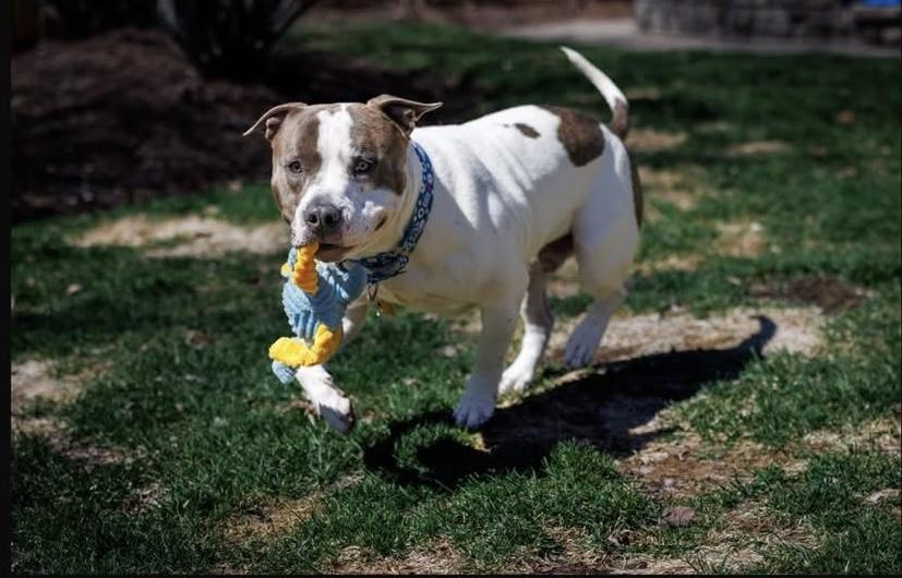 Enlarge Paul, a Adopted American Staffordshire Terrier in Wheaton, IL image 1/6