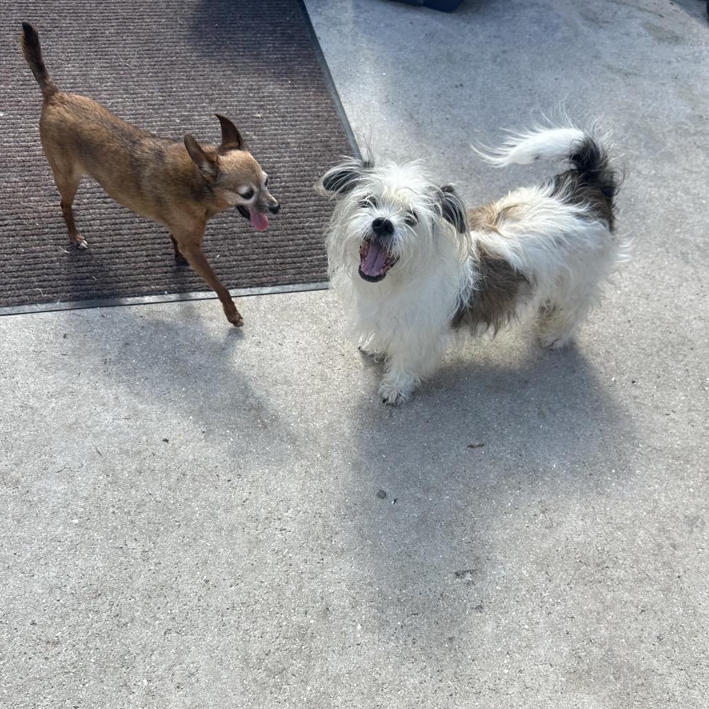 Enlarge Monty, a Adoptable Shih Tzu in North Port, FL image 1/2
