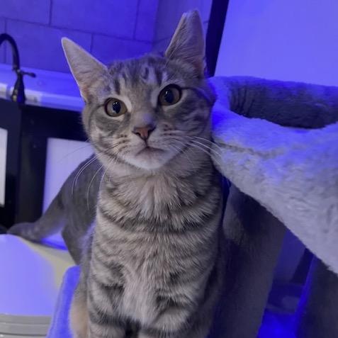 Enlarge Fancy and Sasha , a ADOPTABLE Domestic Short Hair in Johnson City, TN image 3/5