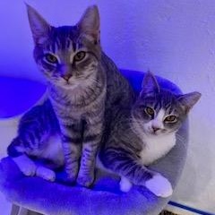 Fancy and Sasha , ADOPTABLE, Young Female Domestic Short Hair.