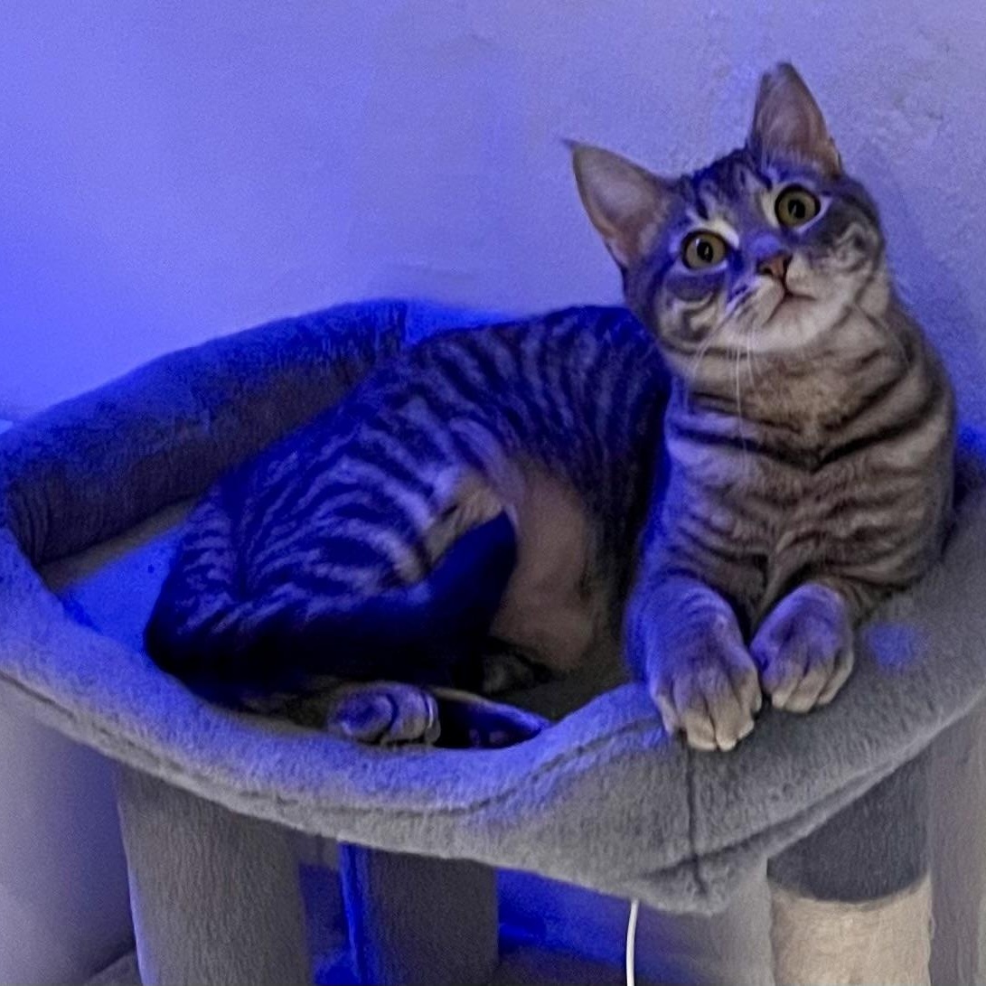 Enlarge Fancy and Sasha , a ADOPTABLE Domestic Short Hair in Johnson City, TN image 5/5