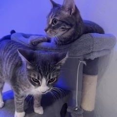 Enlarge Fancy and Sasha , a ADOPTABLE Domestic Short Hair in Johnson City, TN image 4/5