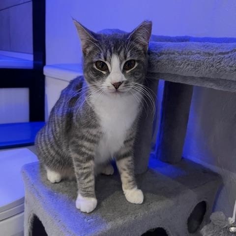 Enlarge Fancy and Sasha , a ADOPTABLE Domestic Short Hair in Johnson City, TN image 2/5