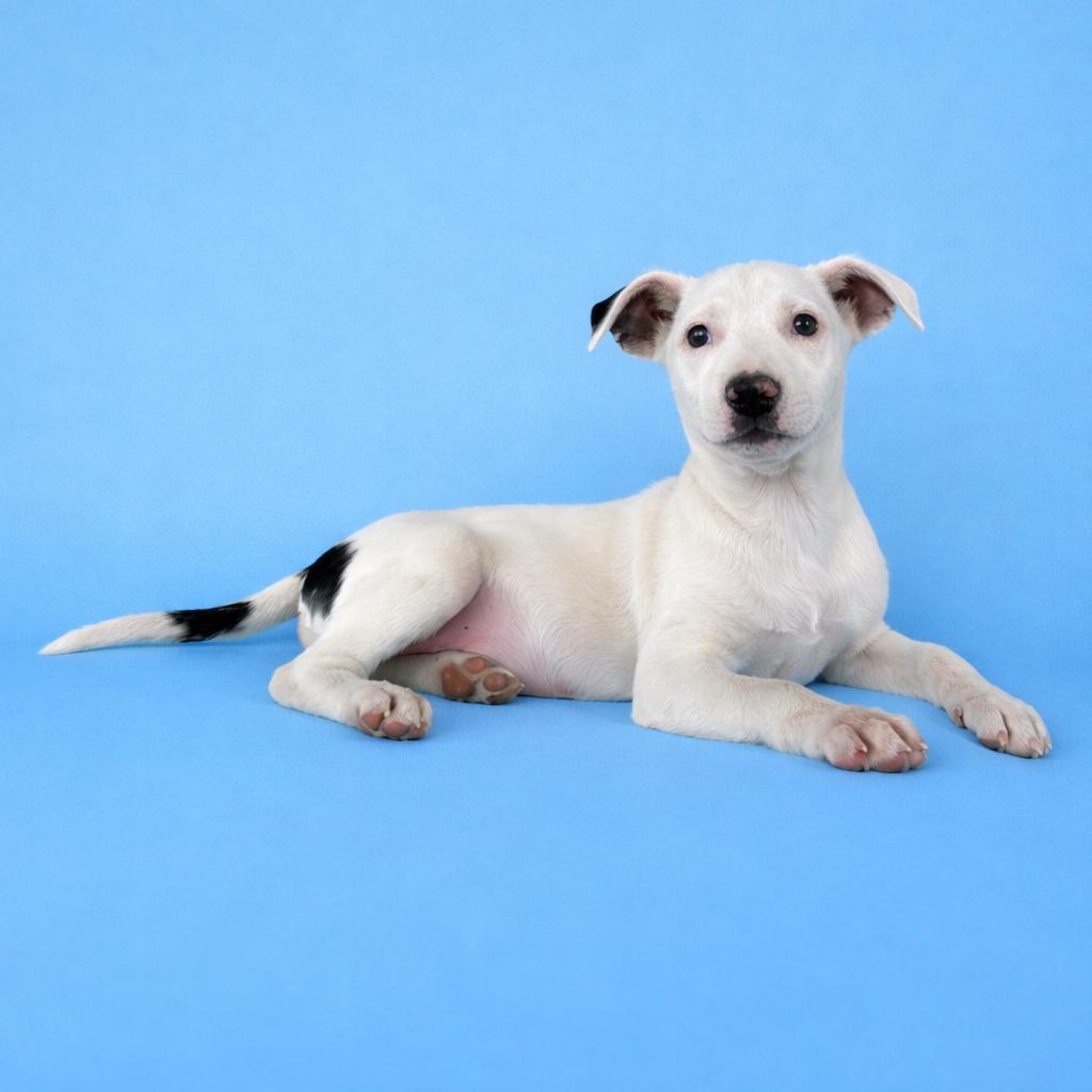 Enlarge Louis, a Adoptable mixed breed in Tucson, AZ image 1/3