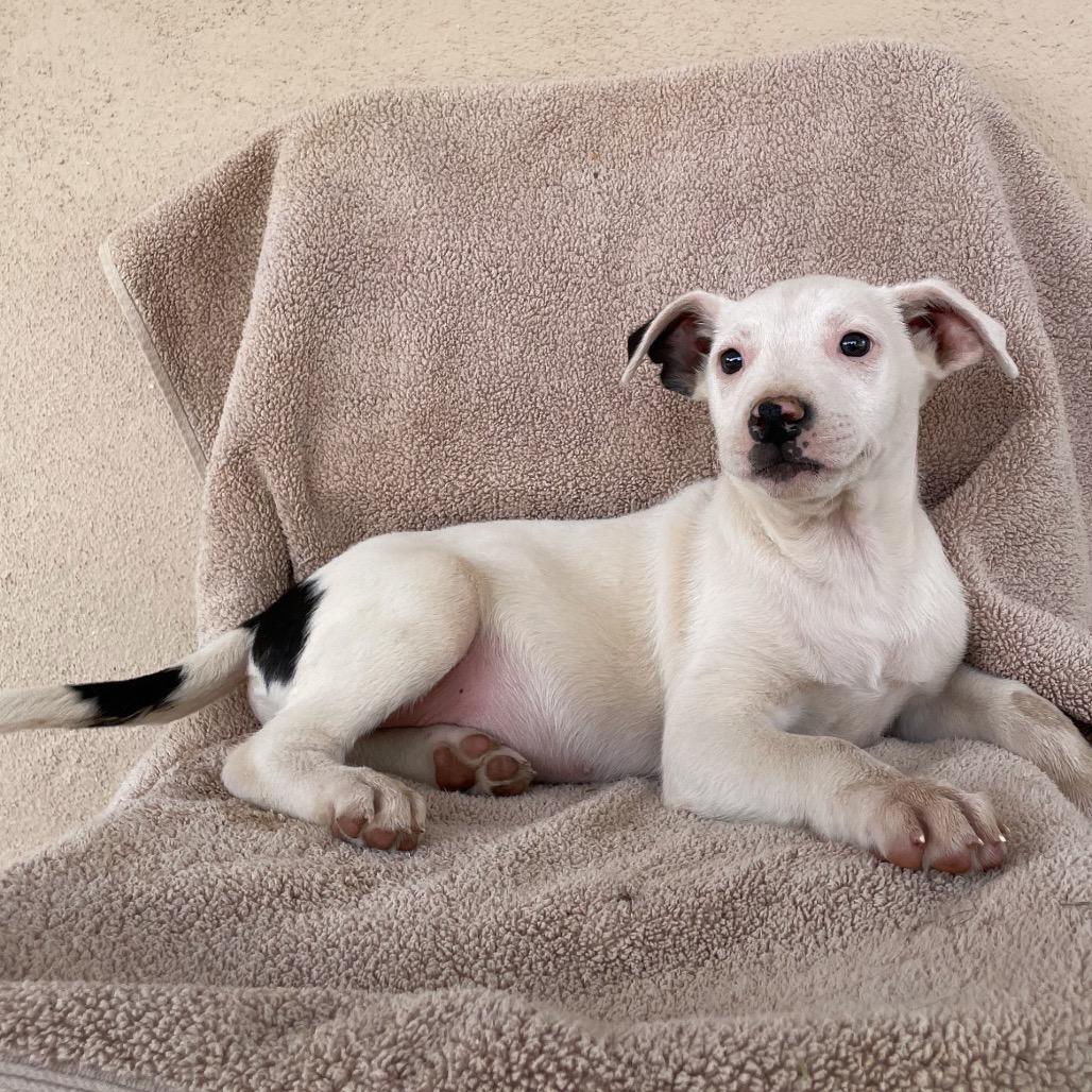 Enlarge Louis, a Adoptable mixed breed in Tucson, AZ image 1/2