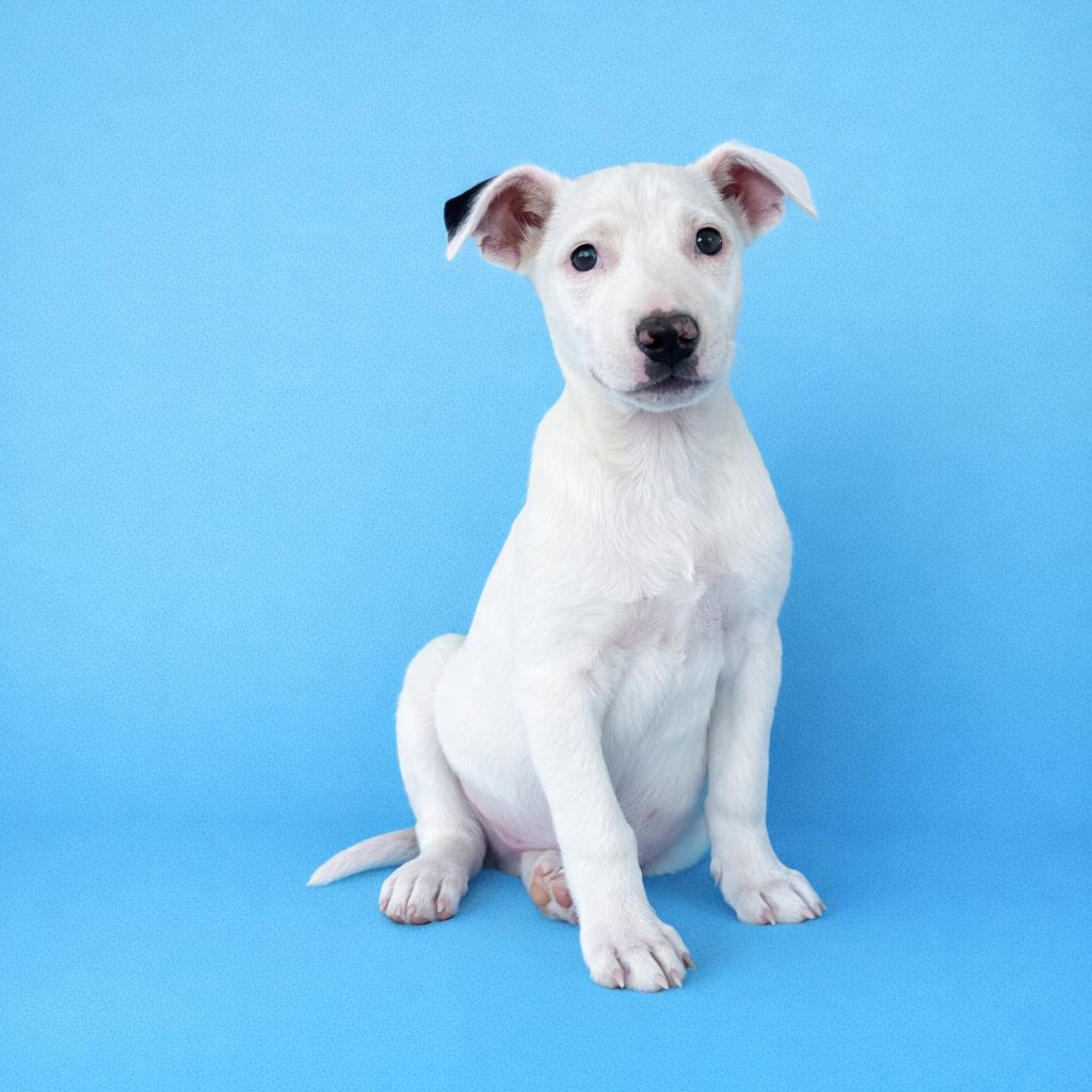 Enlarge Louis, a Adoptable mixed breed in Tucson, AZ image 2/3