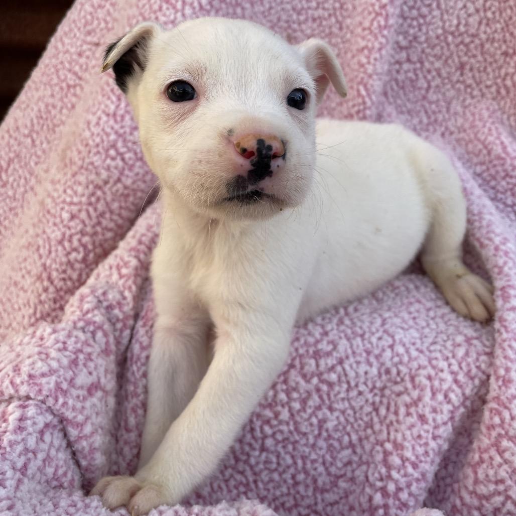 Enlarge Louis, a Adoptable mixed breed in Tucson, AZ image 2/2