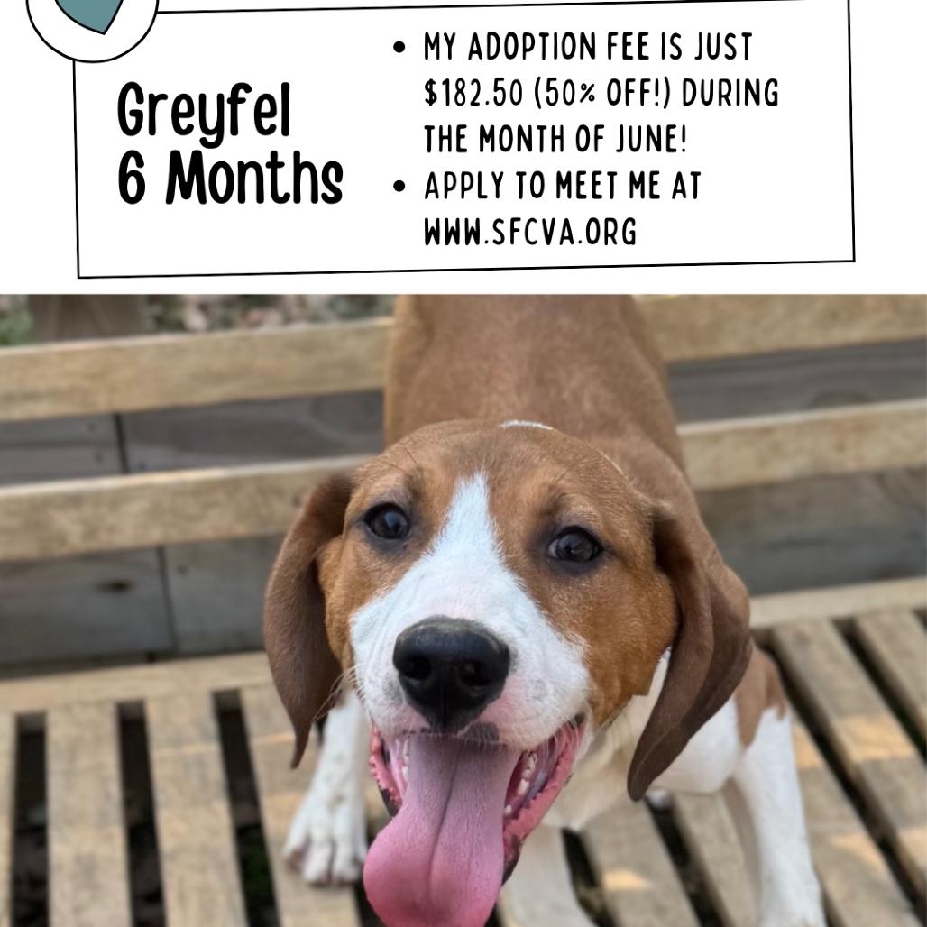 Greyfel, a Adoptable mixed breed in Fredericksburg, VA image 1/6