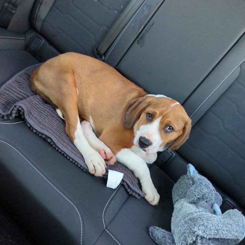 Greyfel, Adoptable, Young Male Mixed Breed & Mixed Breed.