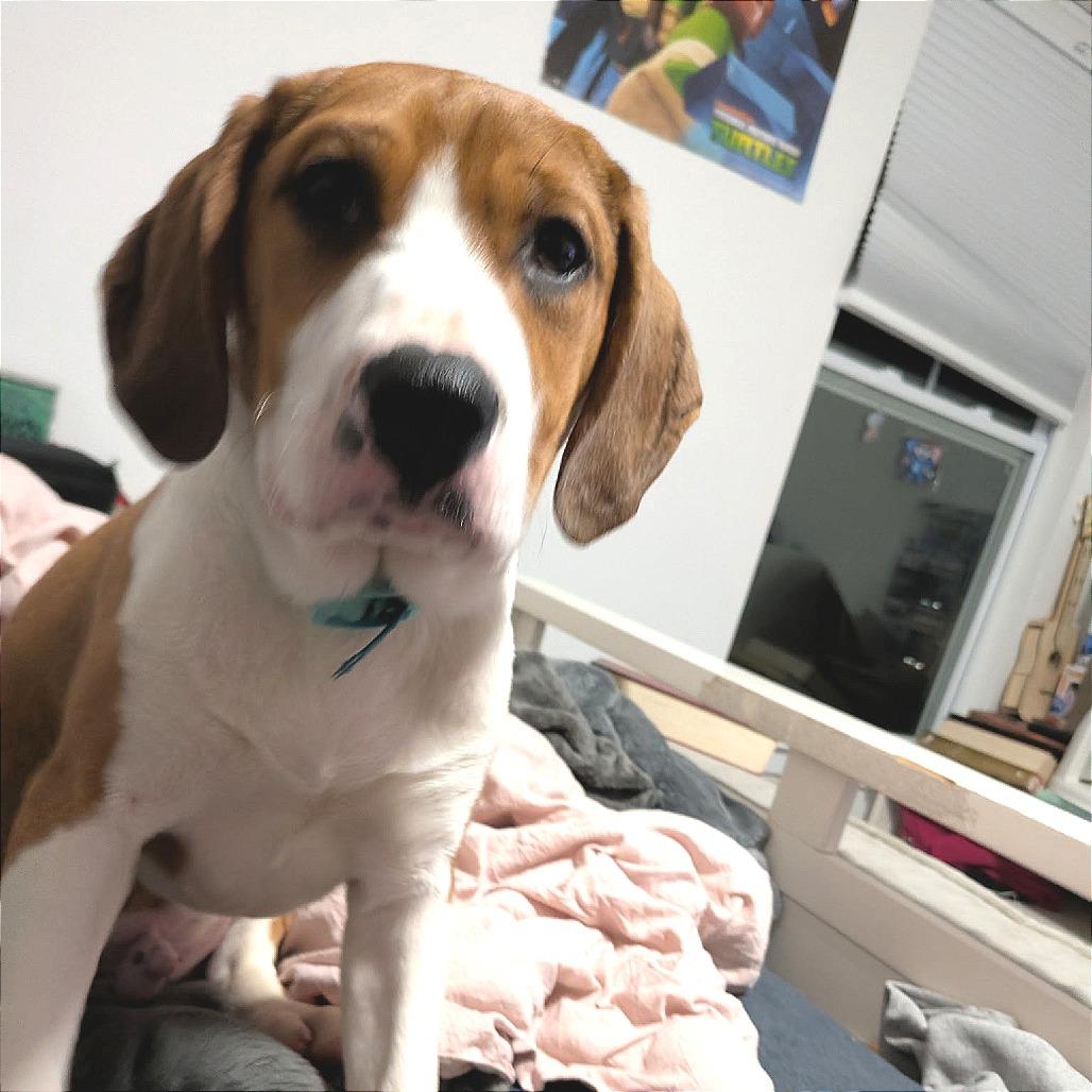 Greyfel, a Adoptable mixed breed in Fredericksburg, VA image 2/6