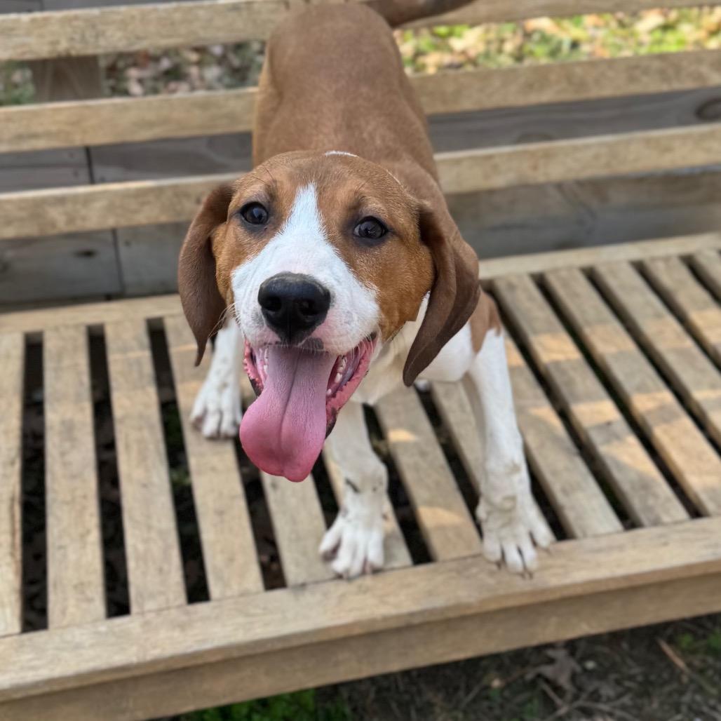 Greyfel, a Adoptable mixed breed in Fredericksburg, VA image 3/6