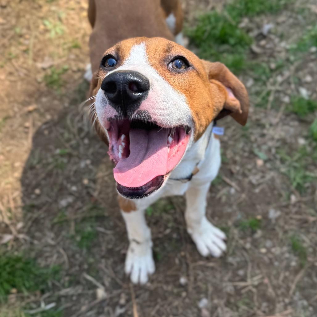 Greyfel, a Adoptable mixed breed in Fredericksburg, VA image 4/6
