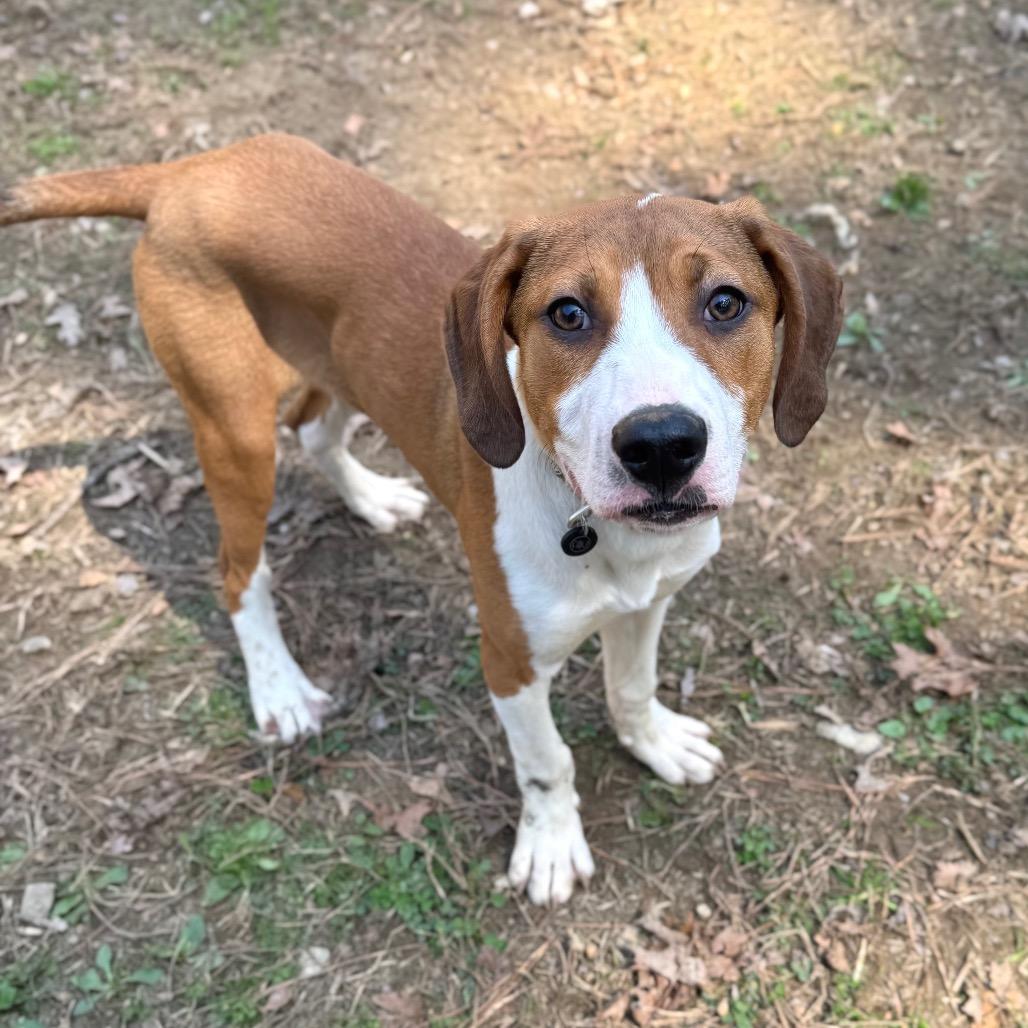 Greyfel, a Adoptable mixed breed in Fredericksburg, VA image 5/6