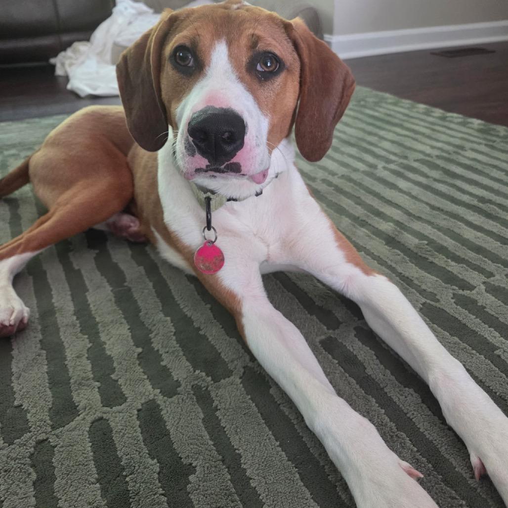 Greyfel, a Adoptable mixed breed in Fredericksburg, VA image 6/6
