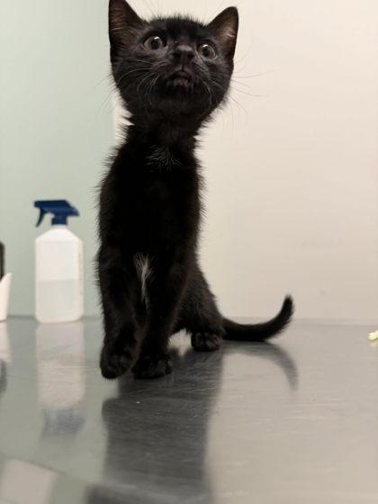 Dixie Kong, adopted, Kitten Female Domestic Short Hair.