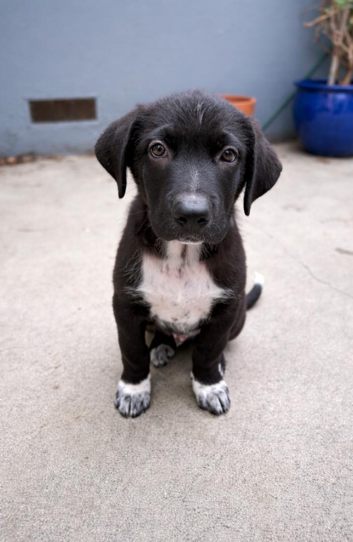 Enlarge Atlas, a ADOPTABLE Great Pyrenees in Los Angeles, CA image 3/4