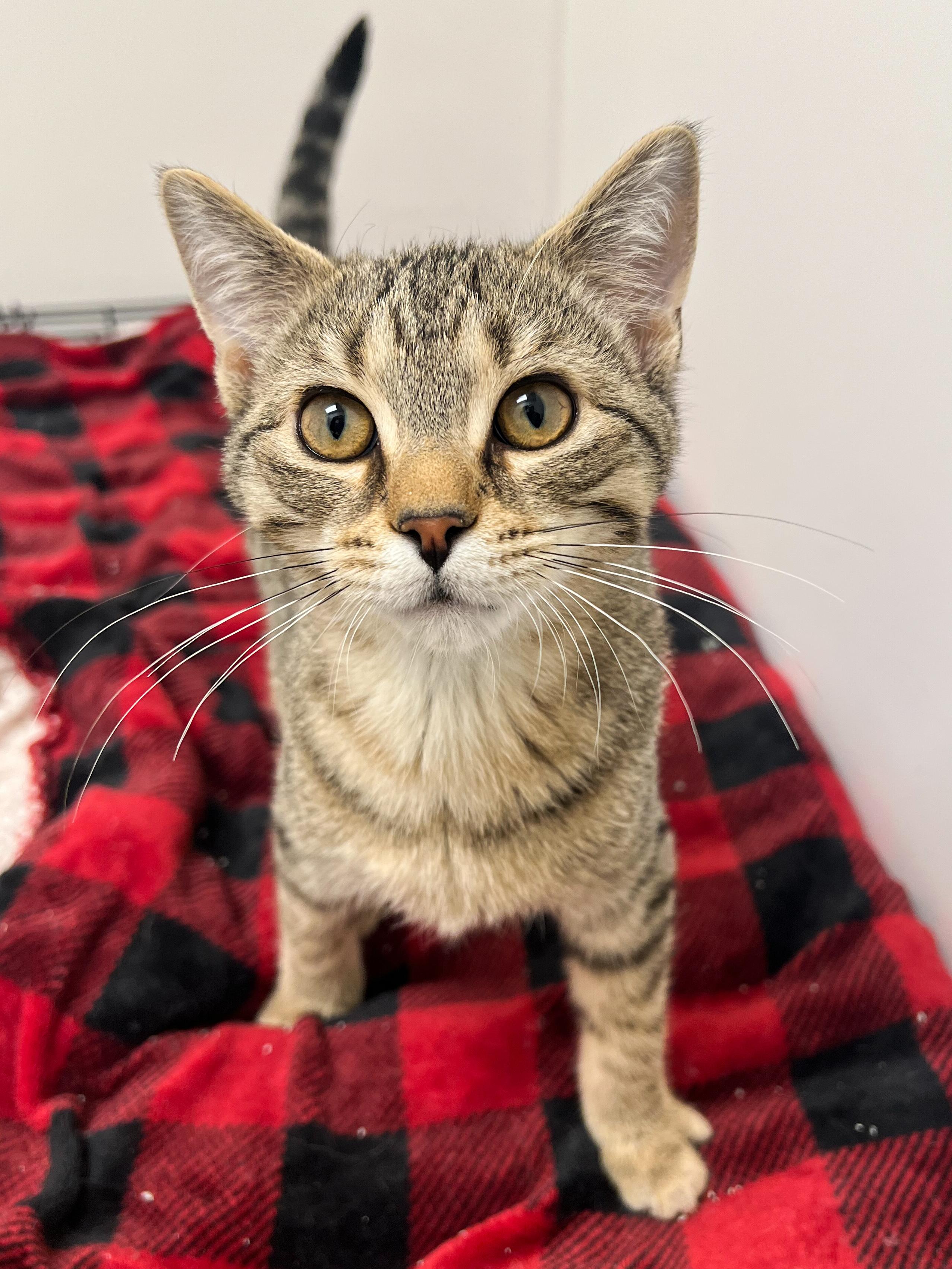 Biggy, adopted, Kitten Male Domestic Short Hair.