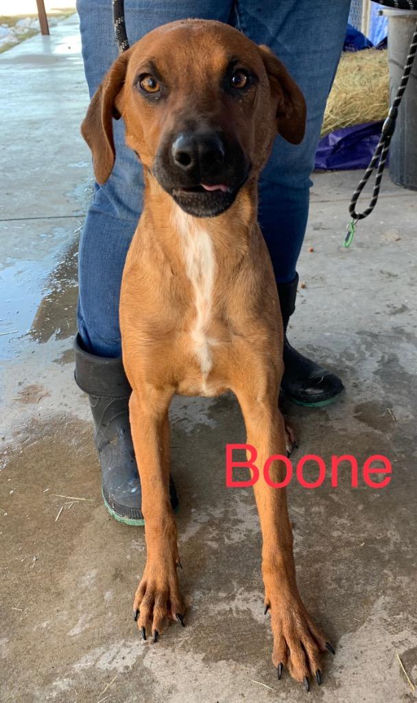Enlarge Boone, a Adoptable mixed breed in Big Spring, TX image 1/2