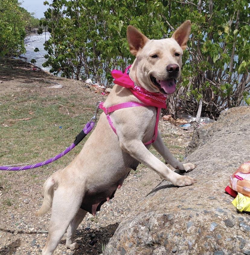 Enlarge Cinnamon Sugar - The Sweetest Ever, a ADOPTABLE mixed breed in HARTFORD, CT image 2/6