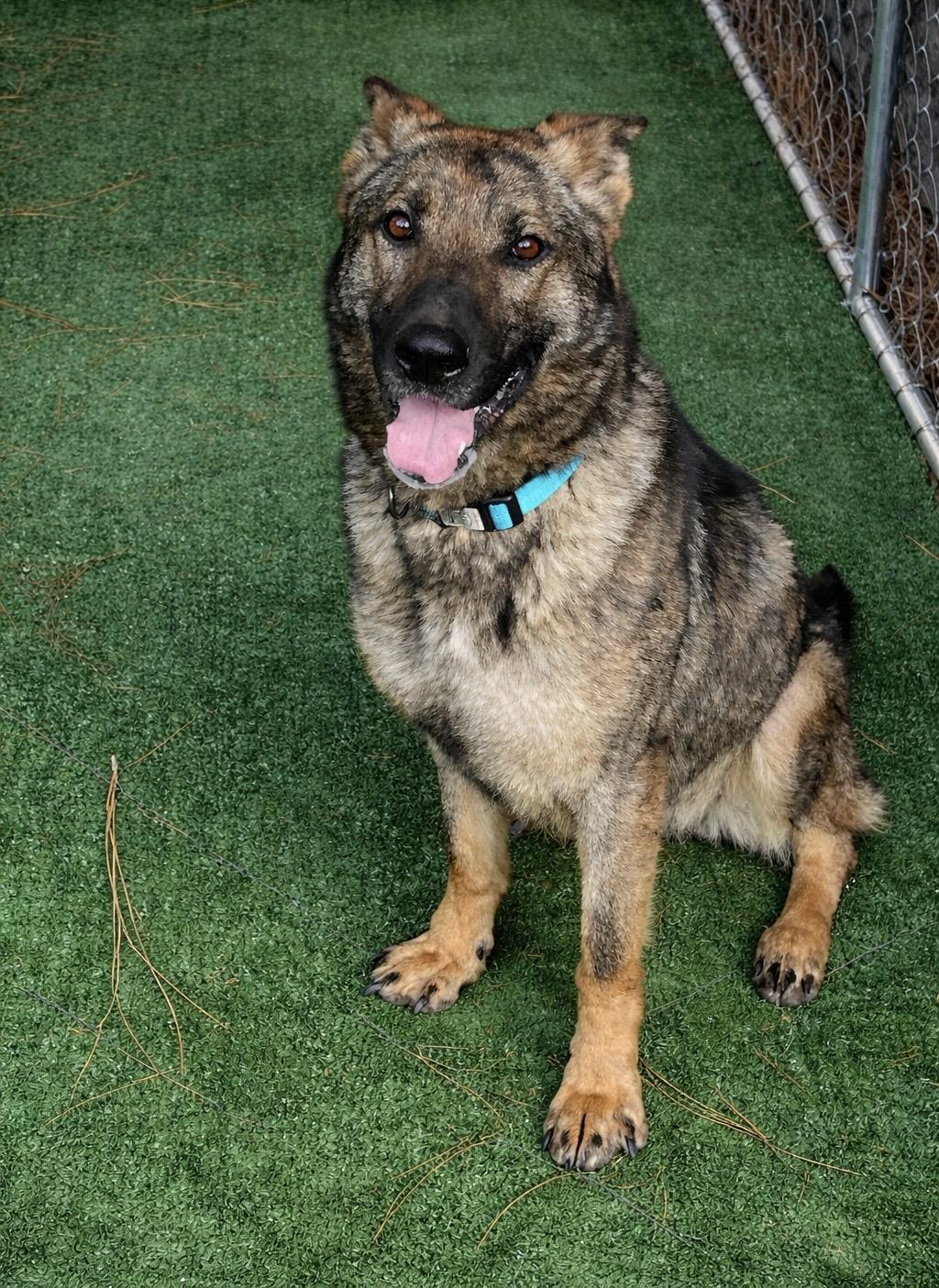 Enlarge Faith, a ADOPTABLE German Shepherd Dog in Newington, GA image 1/1