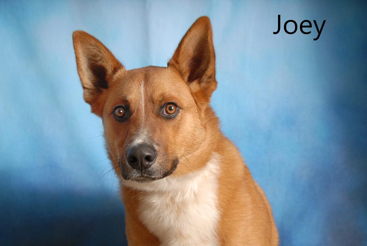 Joey, ADOPTABLE, Young Male Australian Cattle Dog / Blue Heeler & Shepherd.