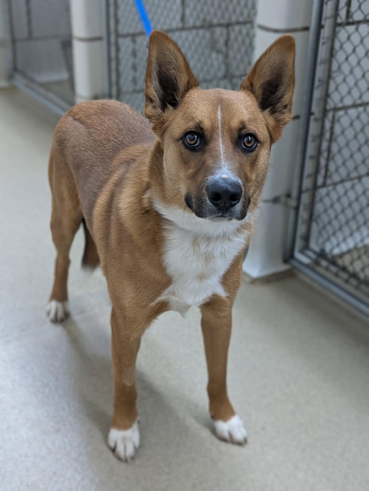 Joey, an adopted mixed breed in Mount Vernon, OH image 2/2