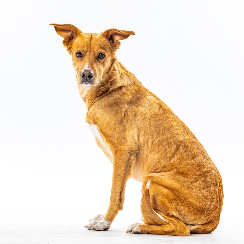 Eeve, a Adoptable mixed breed in Reno, NV image 1/6