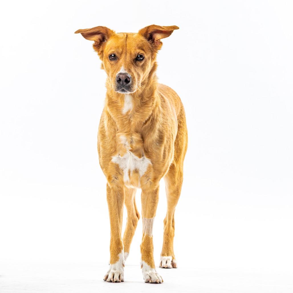 Eeve, a Adoptable mixed breed in Reno, NV image 2/6