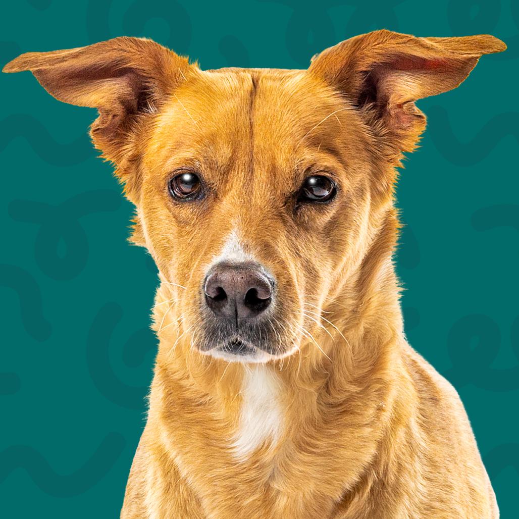 Eeve, a Adoptable mixed breed in Reno, NV image 3/6