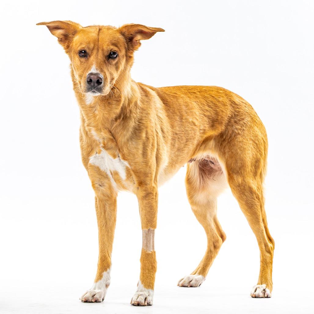 Eeve, a Adoptable mixed breed in Reno, NV image 4/6