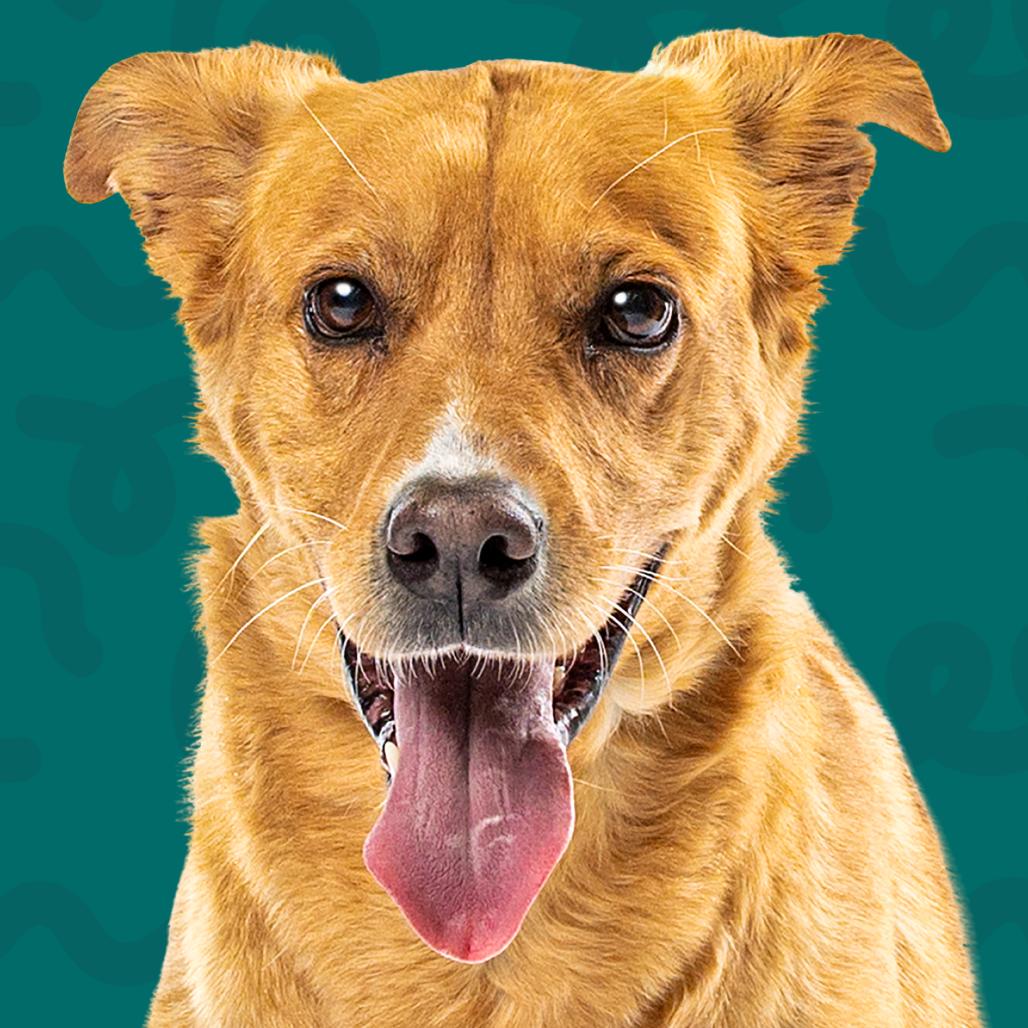Eeve, a Adoptable mixed breed in Reno, NV image 5/6