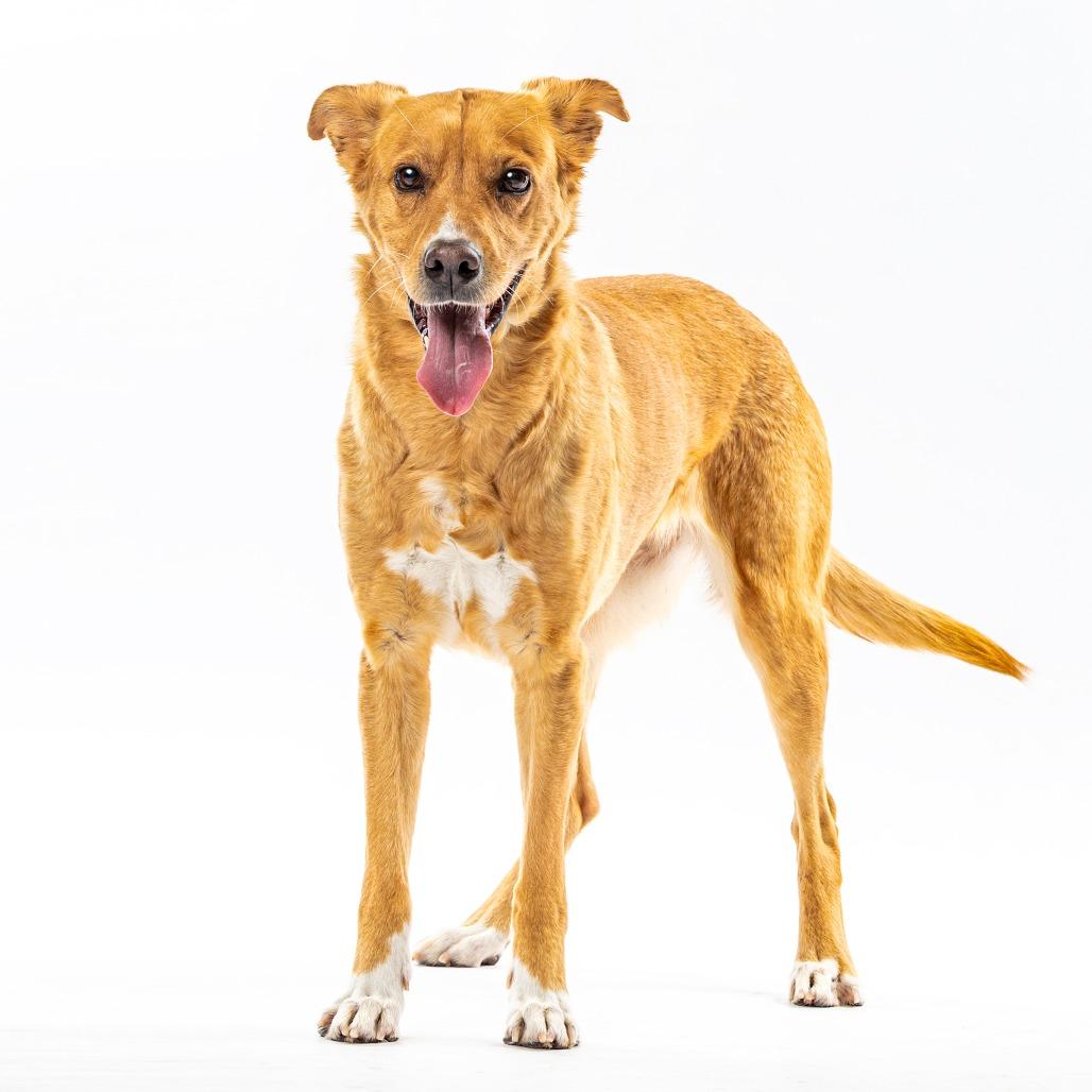 Eeve, a Adoptable mixed breed in Reno, NV image 6/6