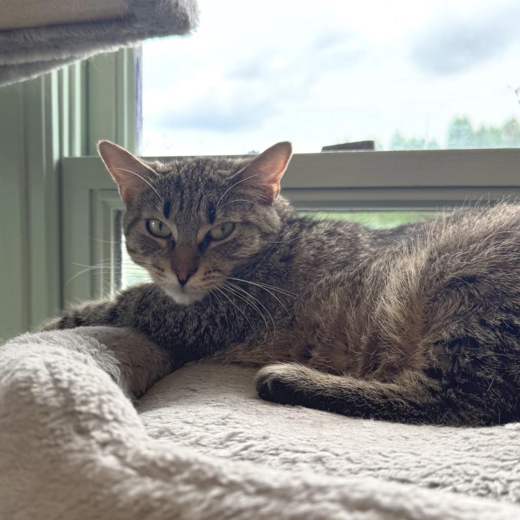 Enlarge Sunny, a Adoptable American Bobtail in Easton, PA image 1/6