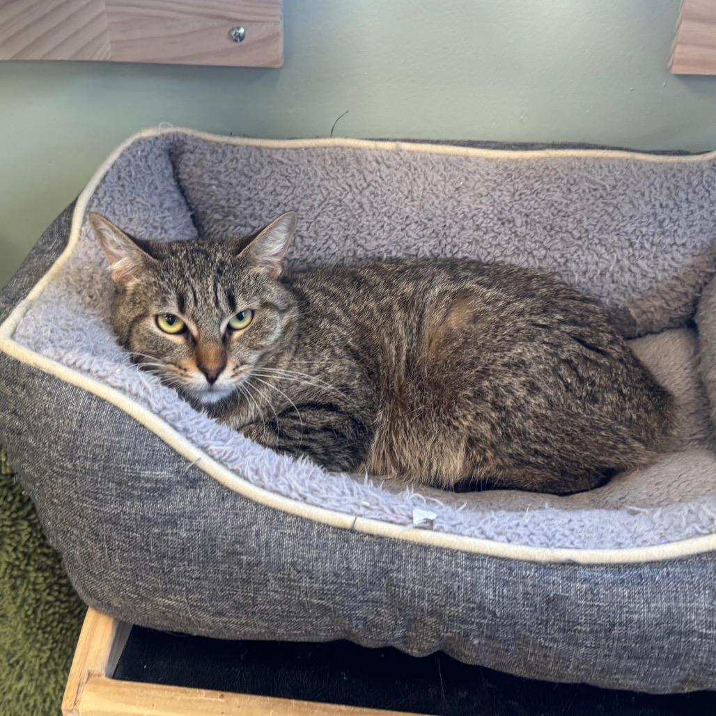 Enlarge Sunny, a Adoptable American Bobtail in Easton, PA image 2/6