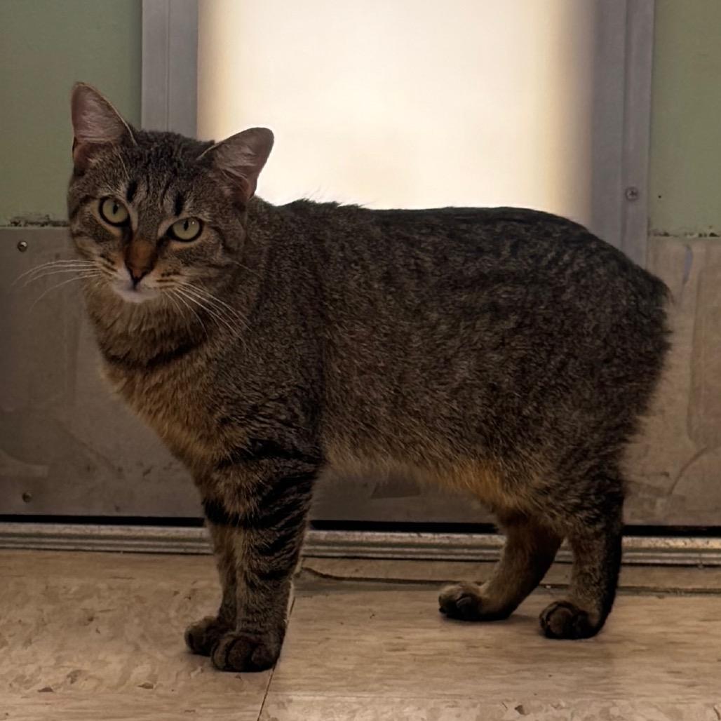 Enlarge Sunny, a Adoptable American Bobtail in Easton, PA image 3/6