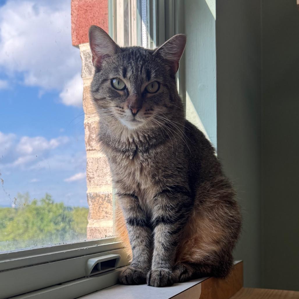 Enlarge Sunny, a Adoptable American Bobtail in Easton, PA image 4/6