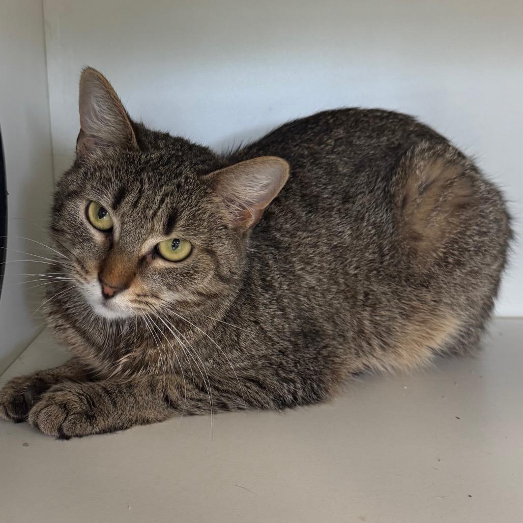 Enlarge Sunny, a Adoptable American Bobtail in Easton, PA image 5/6
