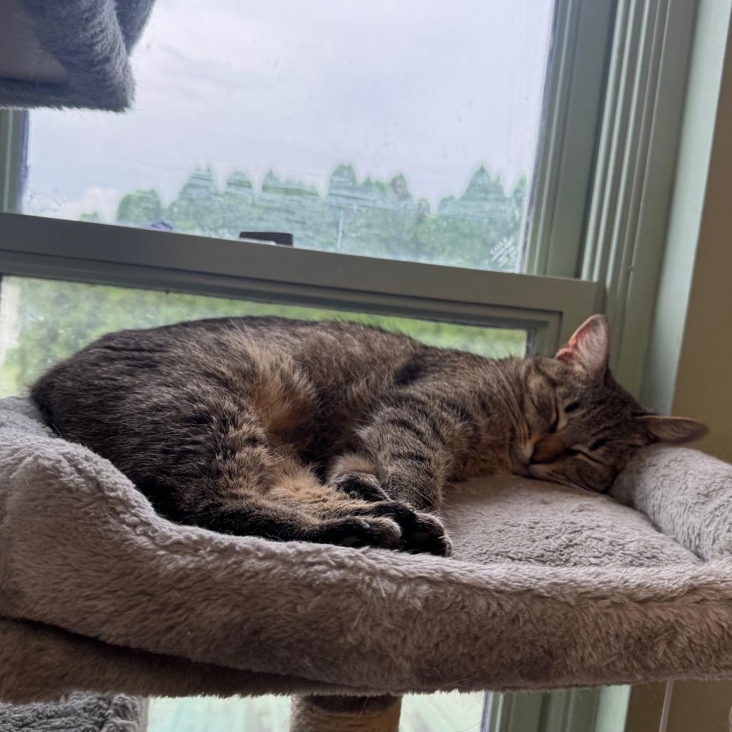 Enlarge Sunny, a Adoptable American Bobtail in Easton, PA image 6/6