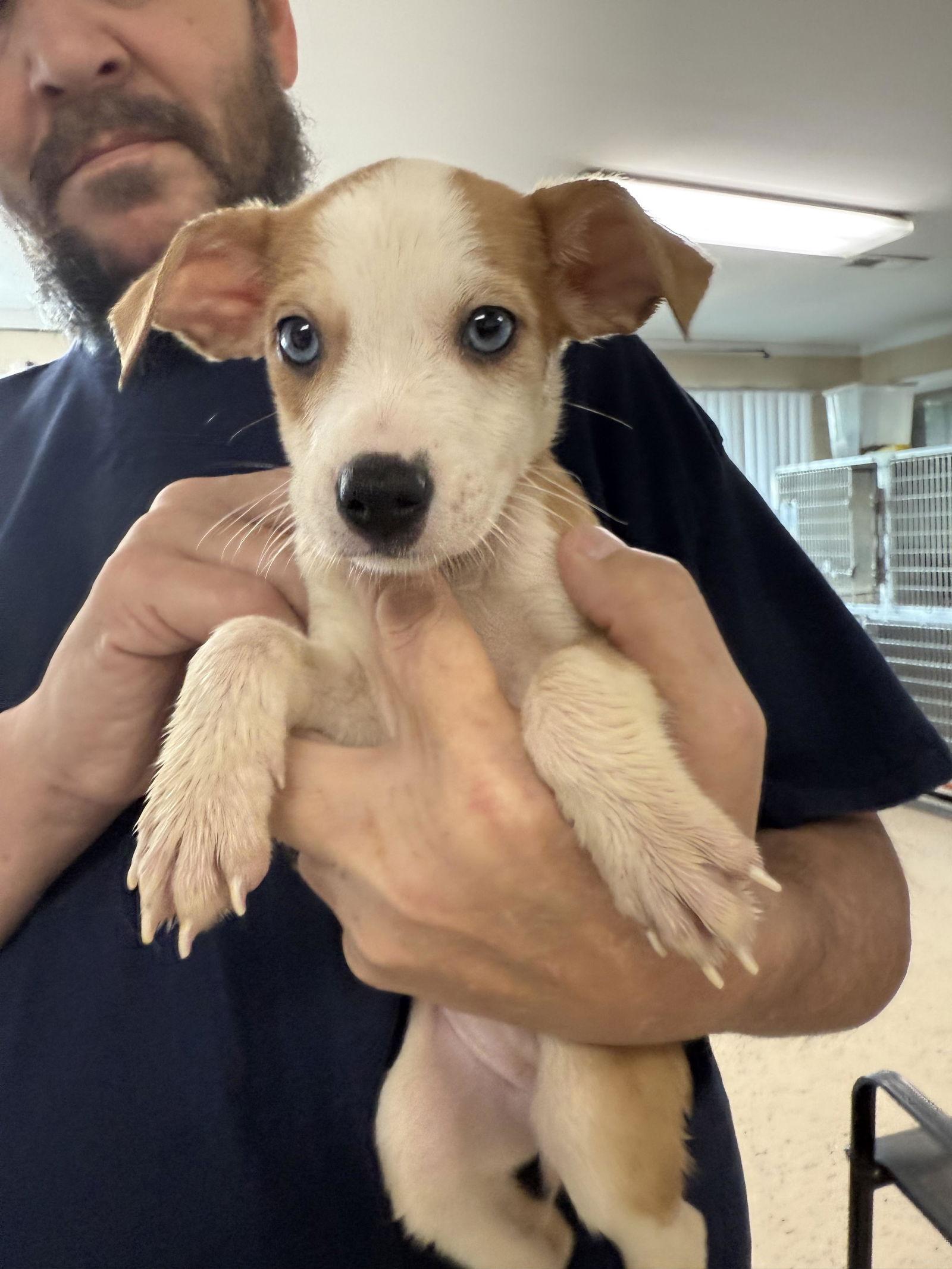 Enlarge Eevee, a Adopted Catahoula Leopard Dog image 1/1