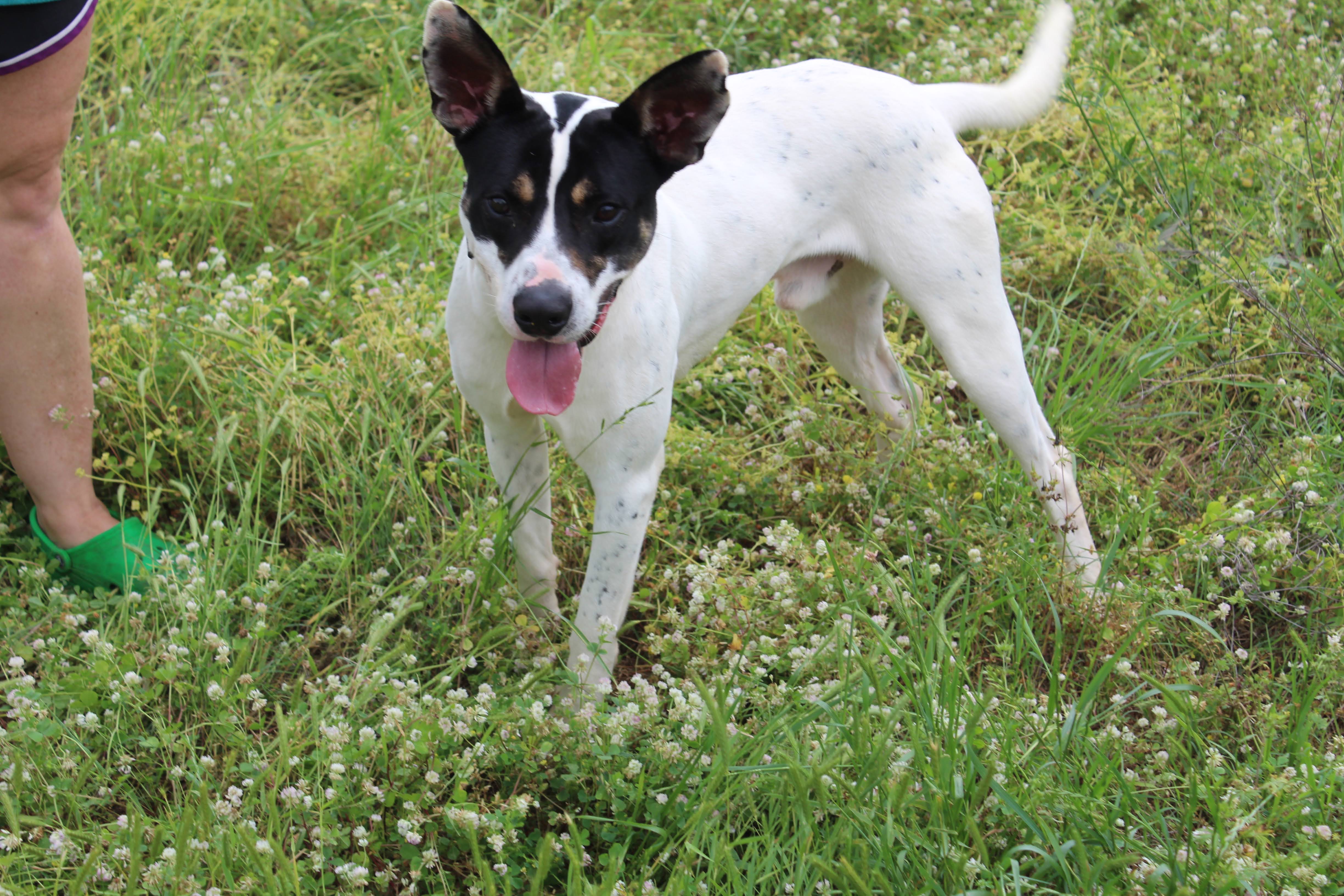 Enlarge Walter, a Adoptable Terrier in Jacksonville, TX image 2/4
