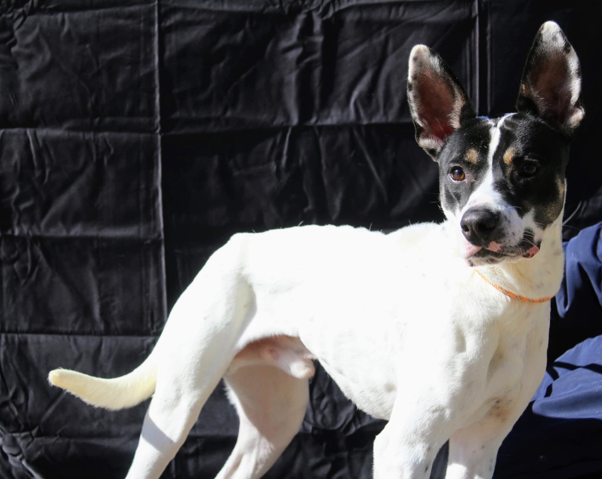 Walter, Adoptable, Adult Male Terrier.