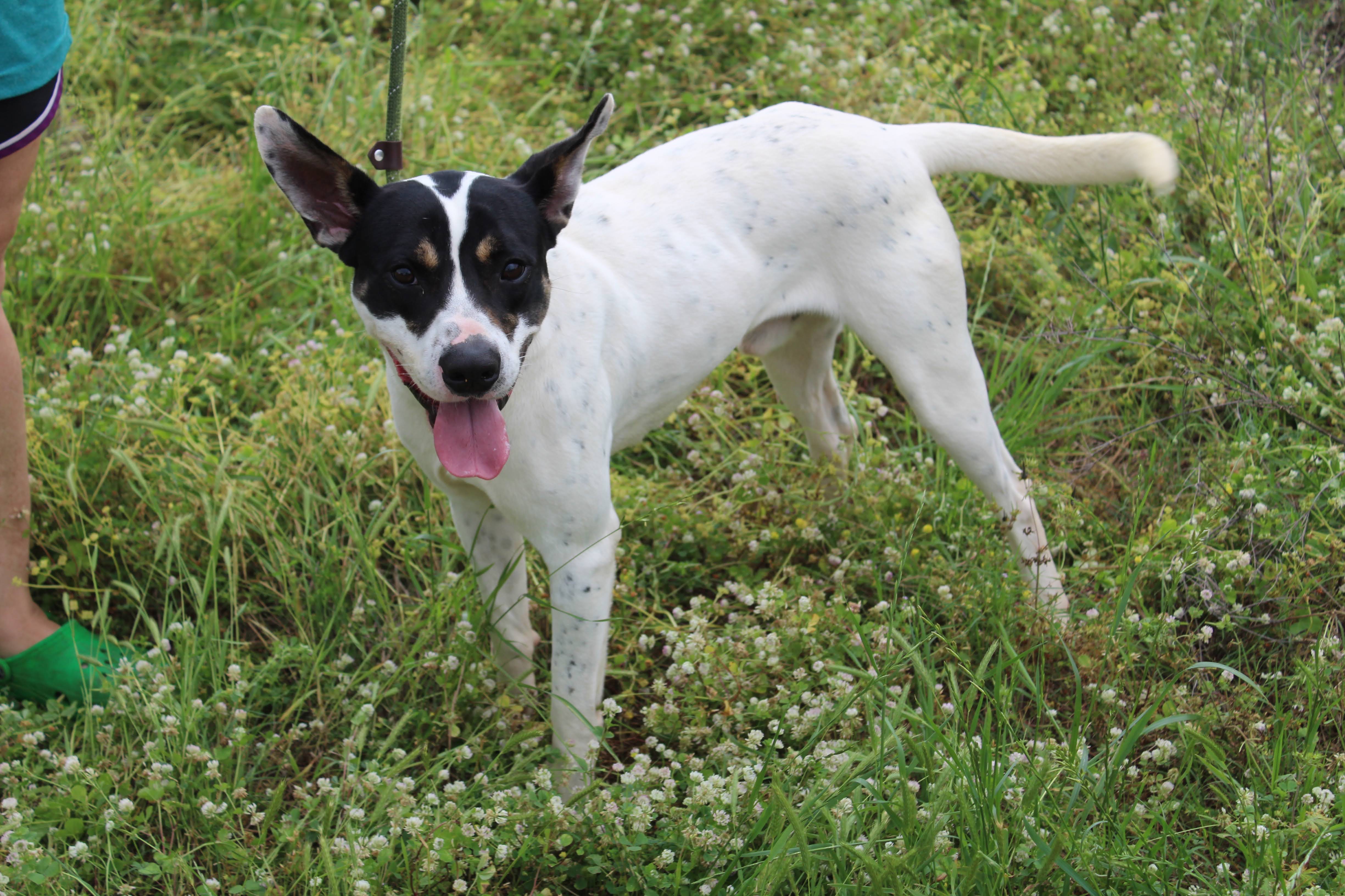 Enlarge Walter, a Adoptable Terrier in Jacksonville, TX image 3/4