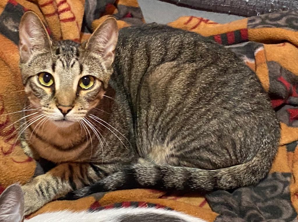 George, Adoptable, Adult Male Domestic Short Hair.