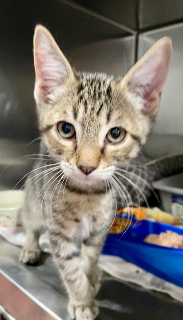 Enlarge George, a Adoptable mixed breed in Labelle, FL image 2/3