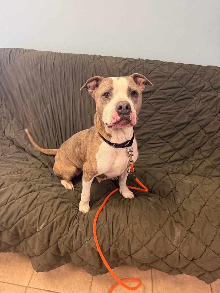 Shelbi, Adoptable, Young Female Pit Bull Terrier.