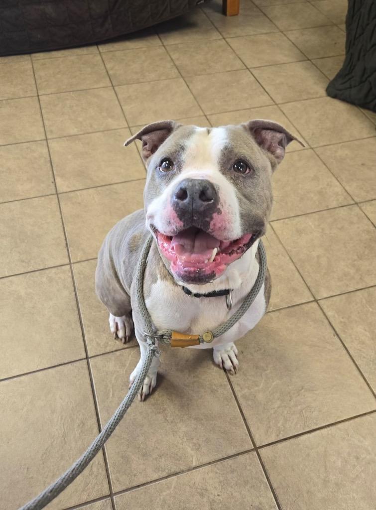 Shelbi, a Adoptable Pit Bull Terrier in Marion, OH image 2/3