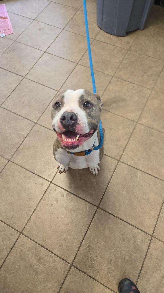 Shelbi, a Adoptable Pit Bull Terrier in Marion, OH image 2/2